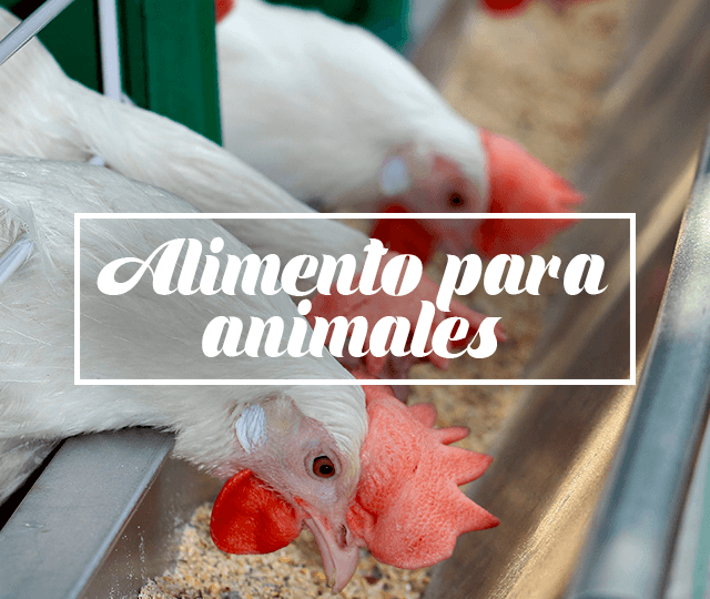 Nutricion Animal