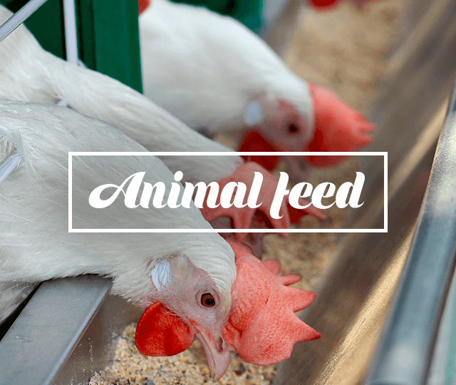 Animal Nutricion